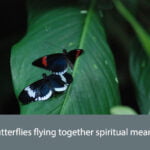 2 butterflies flying together spiritual meaning