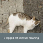3 legged cat spiritual meaning