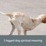 3 legged dog spiritual meaning