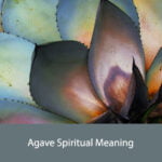 Agave Spiritual Meaning