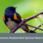 American Redstart Bird Spiritual Meaning