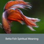 Betta Fish Spiritual Meaning