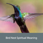Bird Nest Spiritual Meaning