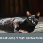 Black Cat Crying At Night Spiritual Meaning