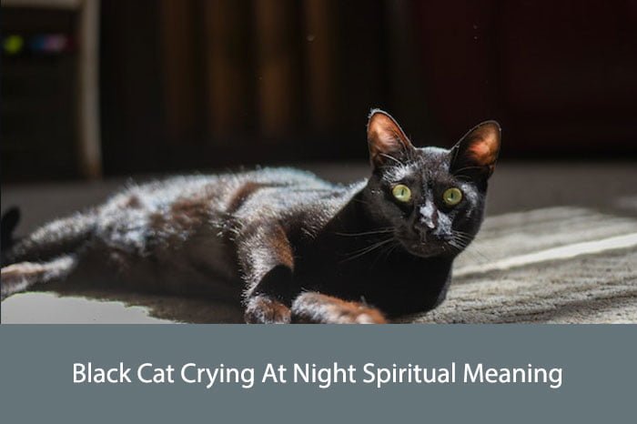Black Cat Crying At Night Spiritual Meaning