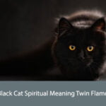 Black Cat Spiritual Meaning Twin Flame