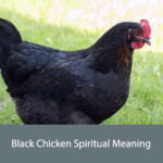 Black Chicken Spiritual Meaning