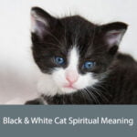 Black & White Cat Spiritual Meaning
