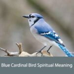 Blue Cardinal Bird Spiritual Meaning
