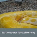 Boa Constrictor Spiritual Meaning