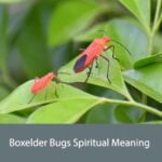 Boxelder Bugs Spiritual Meaning