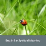 Bug in Ear Spiritual Meaning