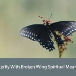 Butterfly With Broken Wing Spiritual Meaning
