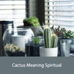 Cactus Meaning Spiritual