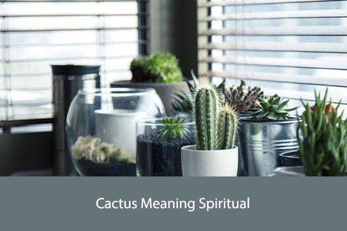 Cactus Meaning Spiritual