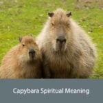 Capybara Spiritual Meaning