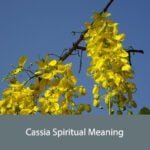 Cassia Spiritual Meaning