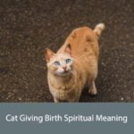 Cat Giving Birth Spiritual Meaning