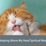 Cat Sleeping Above My Head Spiritual Meaning