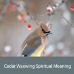 Cedar Waxwing Spiritual Meaning