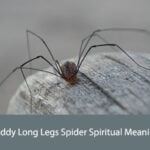 Daddy Long Legs Spider Spiritual Meaning