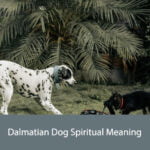 Dalmatian Dog Spiritual Meaning