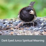 Dark Eyed Junco Spiritual Meaning