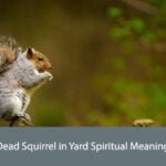 Dead Squirrel in Yard Spiritual Meaning