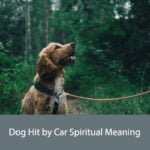Dog Hit by Car Spiritual Meaning