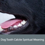 Dog Tooth Calcite Spiritual Meaning