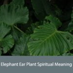 Elephant Ear Plant Spiritual Meaning