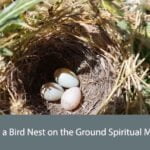 Finding a Bird Nest on the Ground Spiritual Meaning