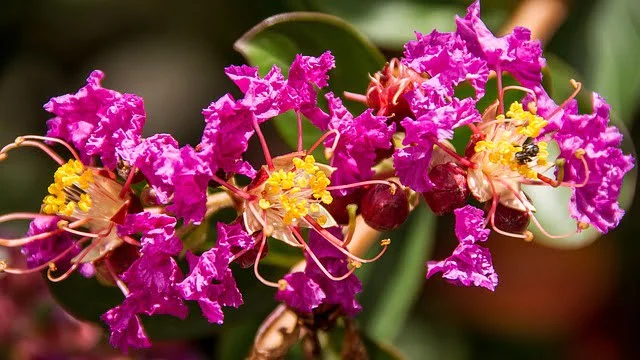 Crepe Myrtle Spiritual Meaning