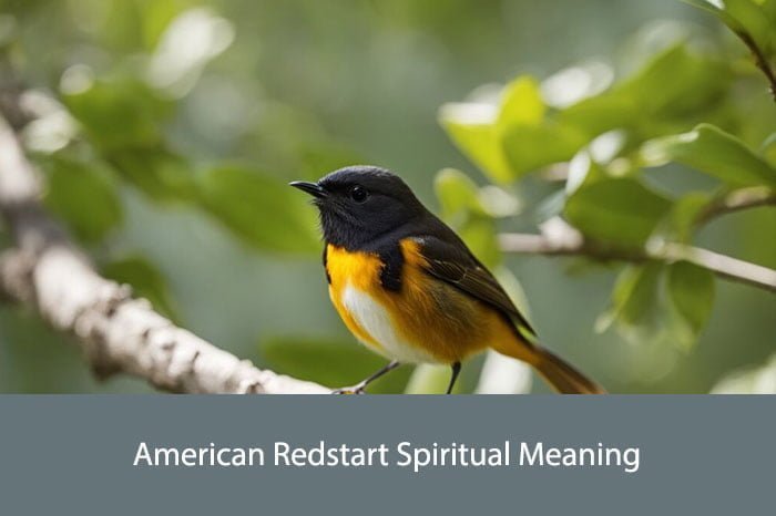 American Redstart Spiritual Meaning