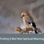 Finding A Bird Nest Spiritual Meaning