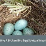 Finding A Broken Bird Egg Spiritual Meaning