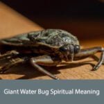 Giant Water Bug Spiritual Meaning