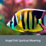 Angel Fish Spiritual Meaning