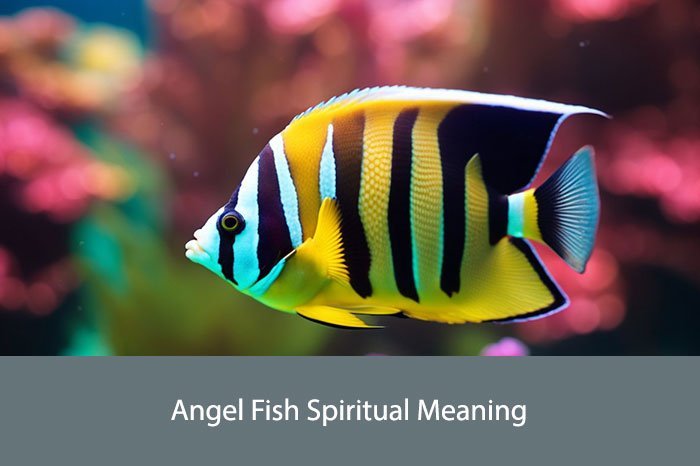 Angel Fish Spiritual Meaning